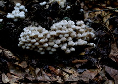 Clitocybula abundans