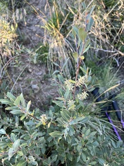 Salix glauca