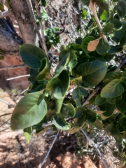 Fraxinus anomala