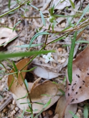 Scleromitrion diffusum