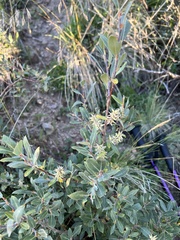 Salix glauca