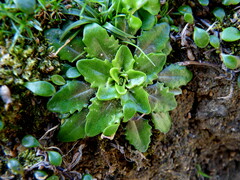 Plantago triandra