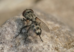 Miltogramminae