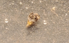 Tebenna gnaphaliella