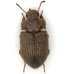 Ulus paniculus
