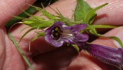 Penstemon whippleanus