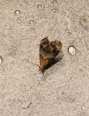 Tebenna gnaphaliella