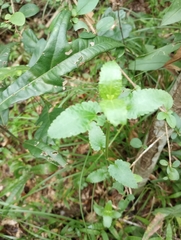 Stachys floridana