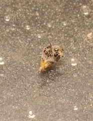 Tebenna gnaphaliella