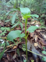 Stachys floridana