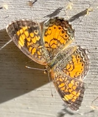 Phyciodes cocyta
