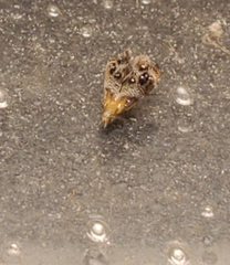 Tebenna gnaphaliella