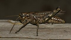 Melanoplus macclungi