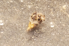 Tebenna gnaphaliella