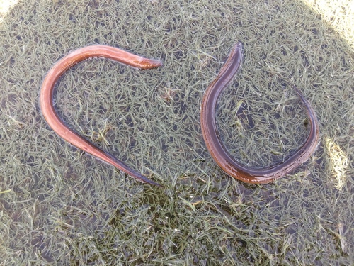Monopterus albus