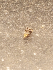 Tebenna gnaphaliella