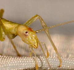 Oecanthus exclamationis