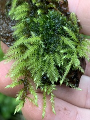Kindbergia praelonga