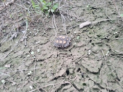 Gopherus berlandieri