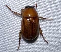 Cyclocephala