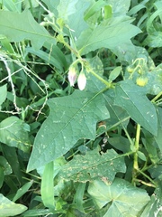 Solanum carolinense