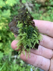 Kindbergia praelonga