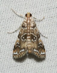Elophila gyralis