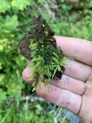 Kindbergia praelonga