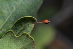 Andricus pedicellatus