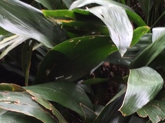 Aspidistra
