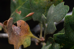 Andricus pedicellatus