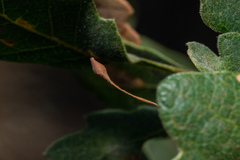 Andricus pedicellatus