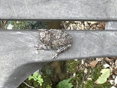 Hyla