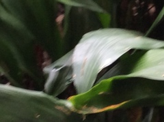 Aspidistra