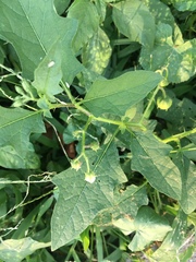 Solanum carolinense