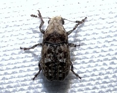 Euparius marmoreus