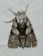 Acronicta funeralis