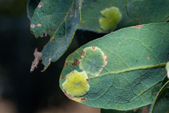 Andricus pattersonae