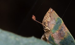 Andricus pedicellatus