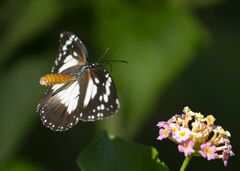 Danaus affinis