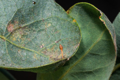 Andricus pedicellatus