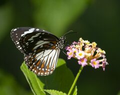 Danaus affinis