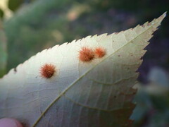 Caryomyia