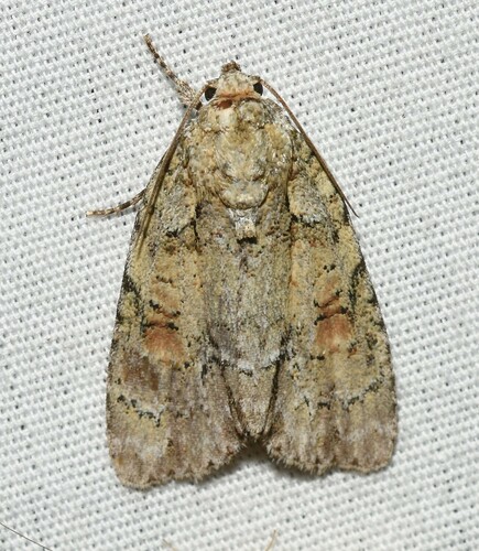 Lesser Oak Dagger photo 2