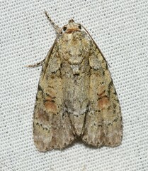 Acronicta ovata