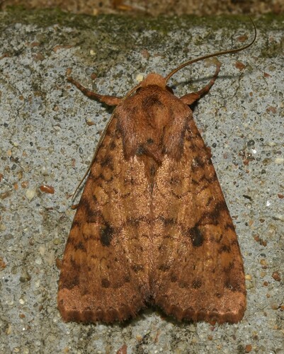 Yellow Three-Spot photo 2