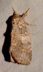 Peridea angulosa