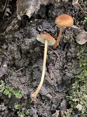 Lepiota castanea