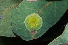 Andricus pattersonae