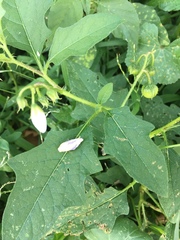 Solanum carolinense